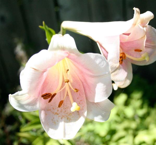 Lily