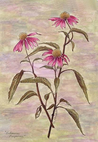 Purple Coneflower