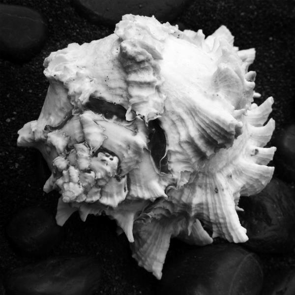 Shell No 1 Picture