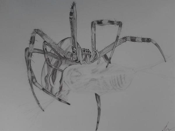 Spider