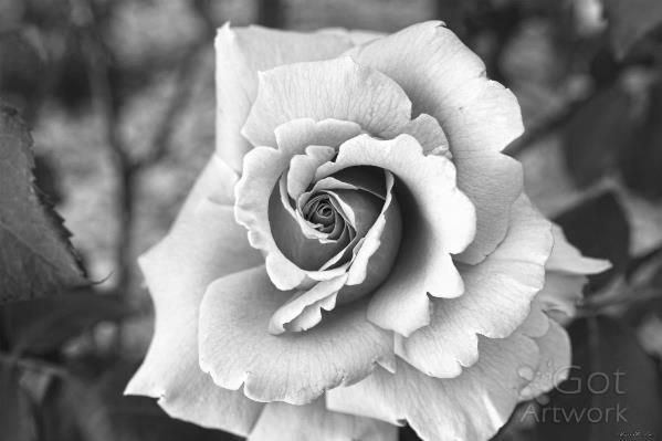 Monochrome Rose