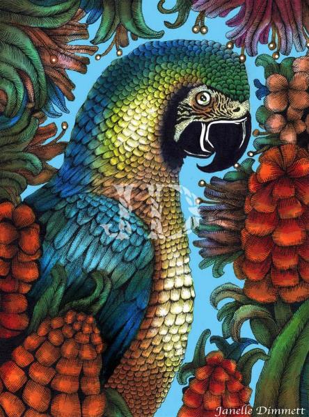 Parrot - Macaw