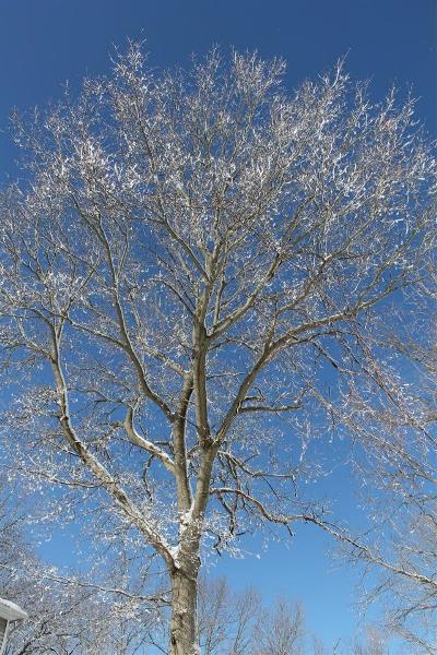 Shimmering Tree