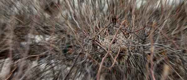 Bird's Nest