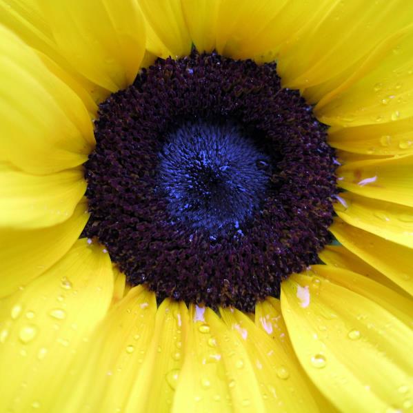 Sunflower 2