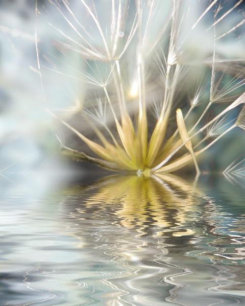 Dandelion