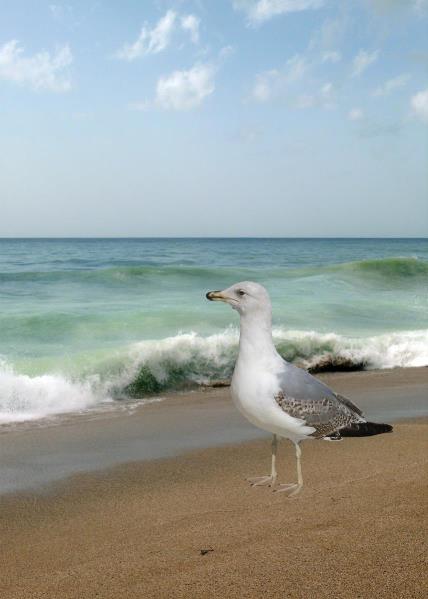 Seagull