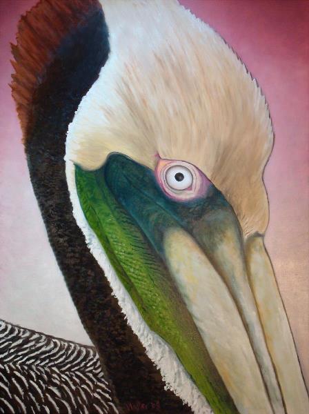 Pelican Peeking