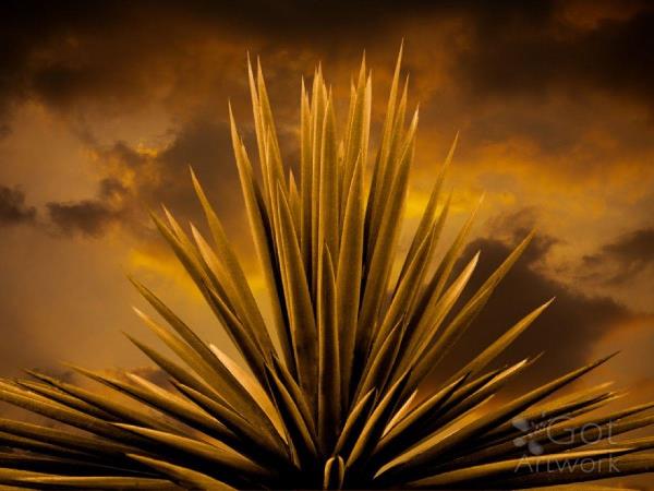 Yucca Sky Retouched Flatened 920x690