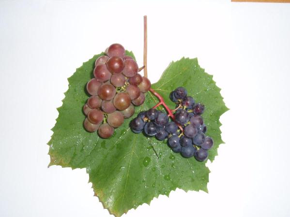 Grapes And Leaves
