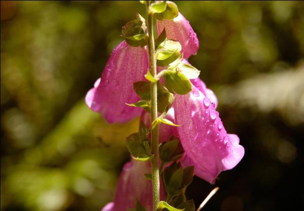 Nature S Bells