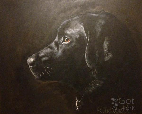 Black Labrador