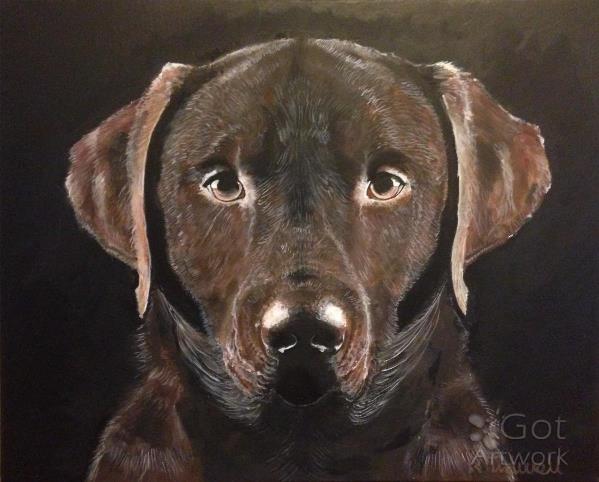 Chocolate Lab