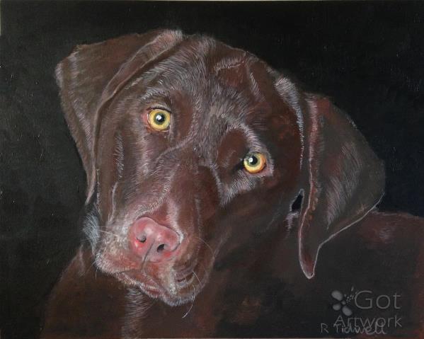 Inquisitive Chocolate Lab