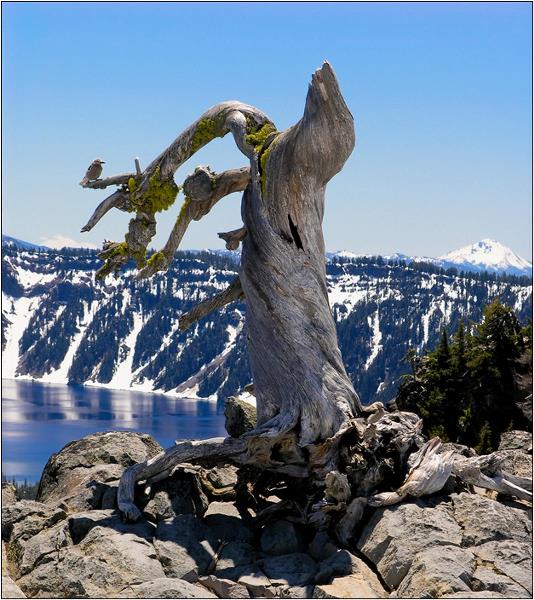 Crater Lake_ Little Bird On Dry 3