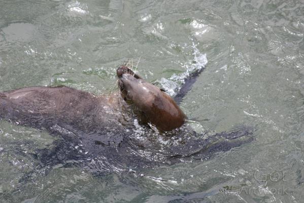 Sealions
