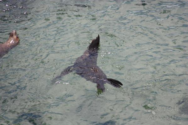 Sealions