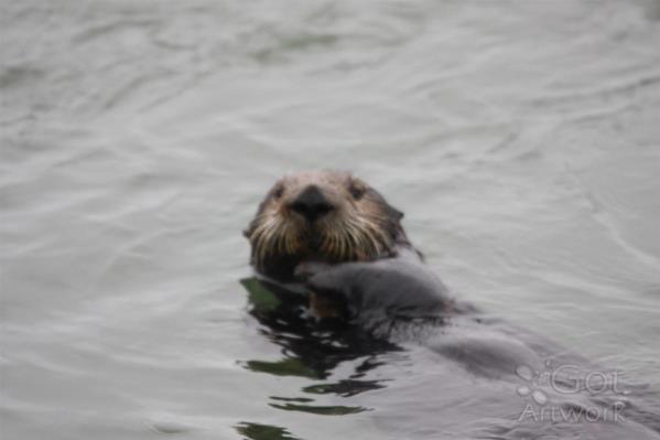 Otter