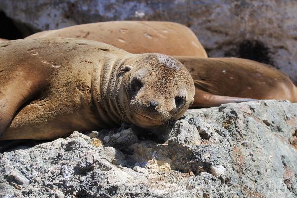 Sea Lions