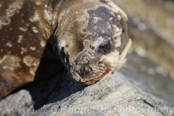 Sea Lion