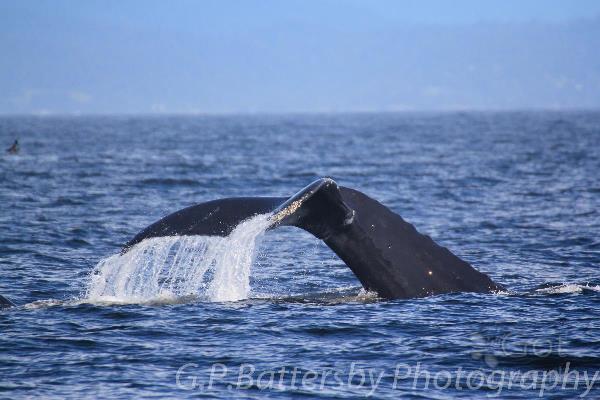 Whale Tail