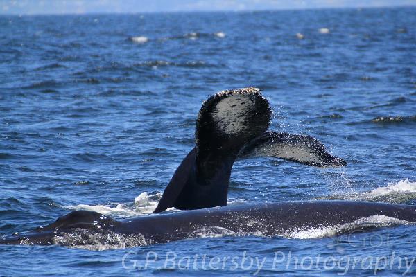 Whale Tail