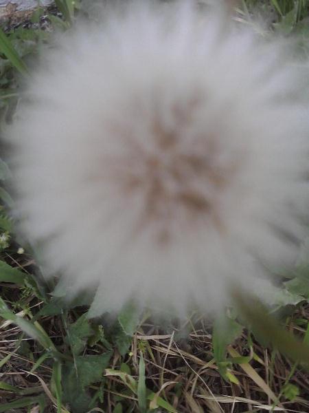Make A Wish