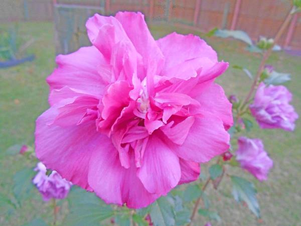 Blooming Fuschia Rose