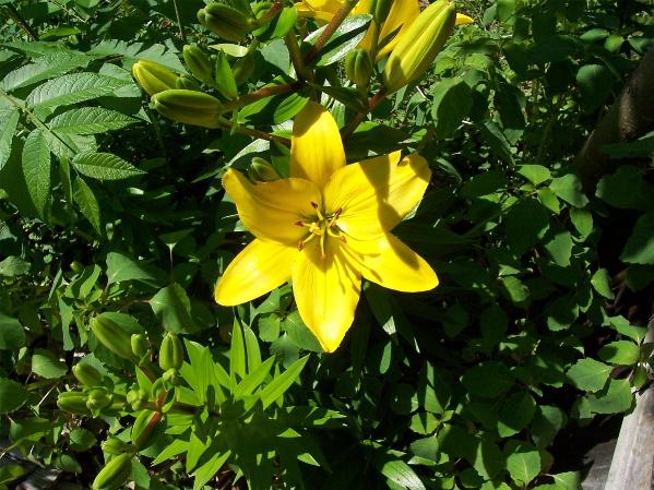 Yellow Lilly