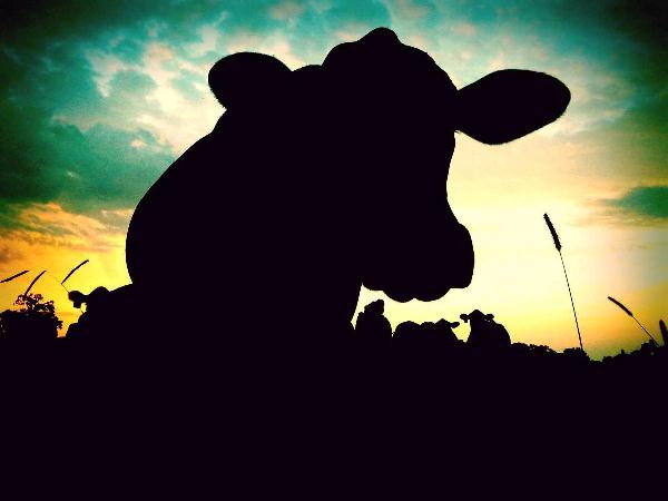 Cow In Evening