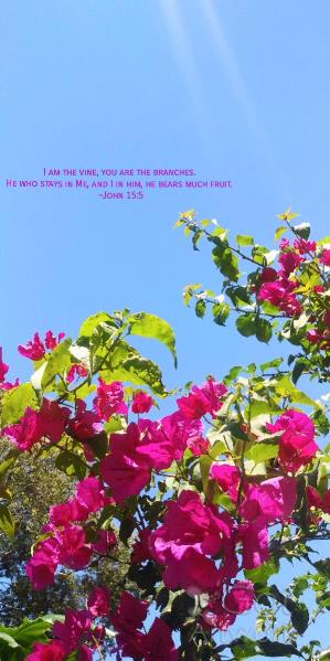 The Vine