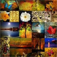 Collage From The Nature As Greeting Card