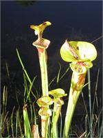 Pitcher Plant, As Greeting Card