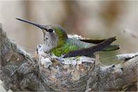 Mother Hummer As Greeting Card
