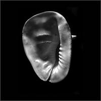 Horned Helmet Seashell Cassis Cornuta