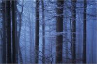 Misty Forest As Framed Poster
