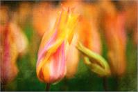 Holland Tulip