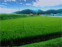 Grass Field