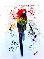 Colourful Parrot As Poster