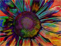 Multicolor Sunflower Abstract