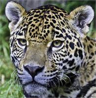 Huay Balam (Nahual Jaguar)