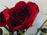 Red Rose Delight