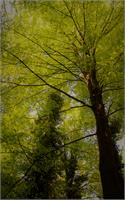 Trees As Framed Poster
