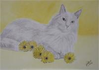 Cat And Daisies