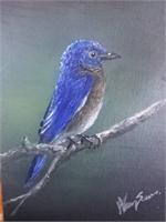 Mountain Bluejay As Greeting Card