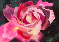Pink Rose As Framed Poster