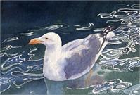 Seagull Floating As Framed Poster