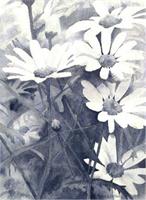 Black And White Daisies As Greeting Card