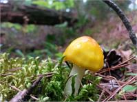 Tiny Yellow Mushroom With Moss As Framed Poster