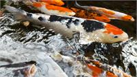 Koi As A Watercolor Painting